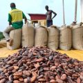 Parliament Approves $800m Loan Facility to Purchase Cocoa Beans for 2023/2024 season