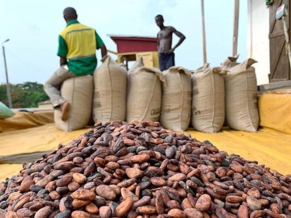 Parliament Approves $800m Loan Facility to Purchase Cocoa Beans for 2023/2024 season