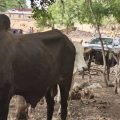 Kassena Nankana West DCE Commissions New Animal Market in Paga to Boost Economic Growth and Cross-Border Trade