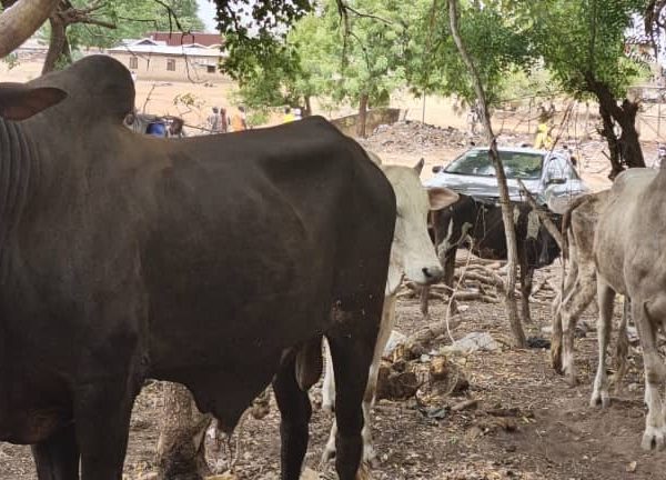 Kassena Nankana West DCE Commissions New Animal Market in Paga to Boost Economic Growth and Cross-Border Trade