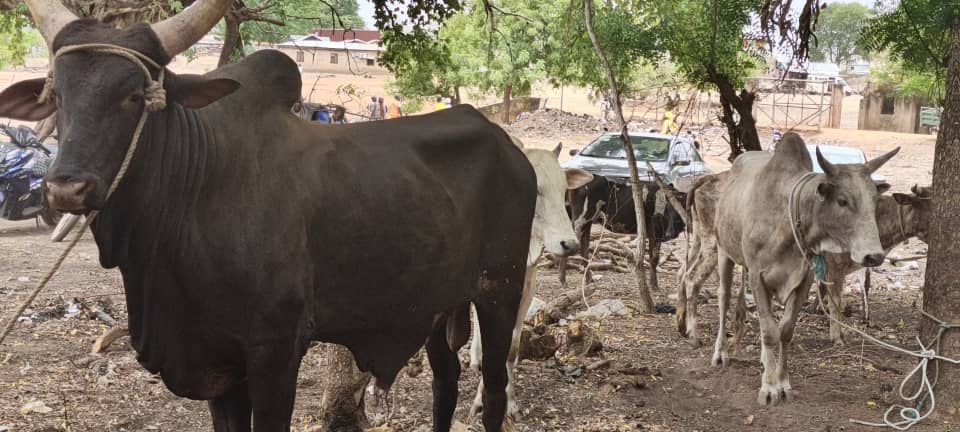 Kassena Nankana West DCE Commissions New Animal Market in Paga to Boost Economic Growth and Cross-Border Trade