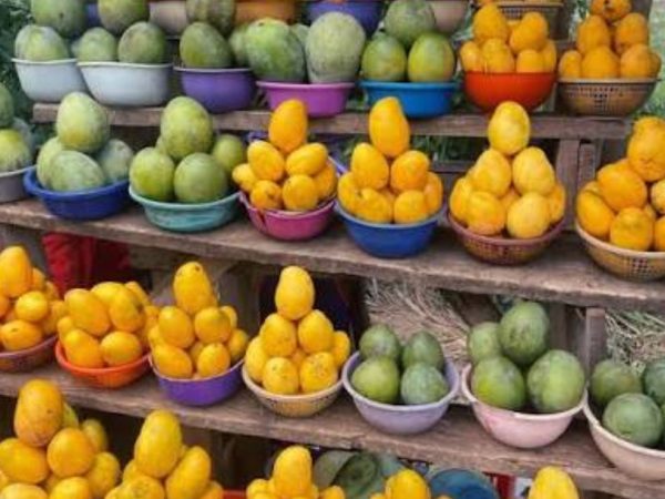 Mango Season Health Alert:  Warns  against Improper Handling of Fruits