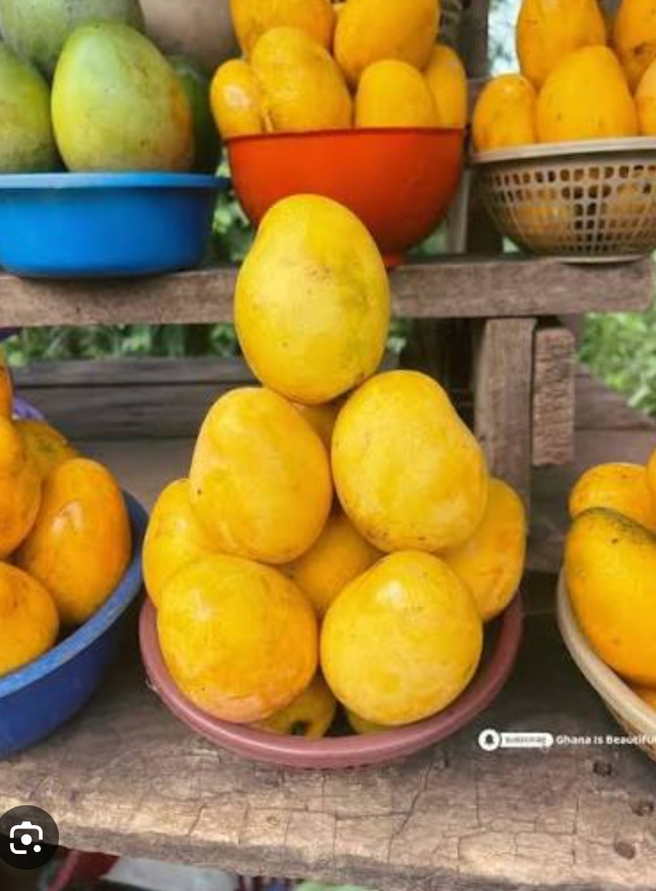 Mango season 