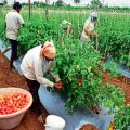 Pwalugu Tomato Factory Set for Revival as Mahama Targets 2,500 Acres for Tomato Production