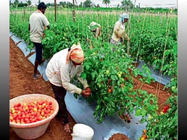 Pwalugu Tomato Factory Set for Revival as Mahama Targets 2,500 Acres for Tomato Production
