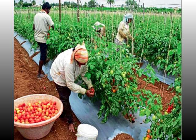 Pwalugu Tomato Factory Set for Revival as Mahama Targets 2,500 Acres for Tomato Production