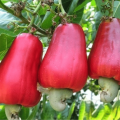 Ghana Risks Losing Cashew Wealth as Côte d’Ivoire Races Ahead in Local Processing