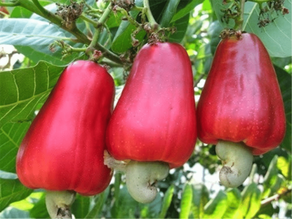 Ghana Risks Losing Cashew Wealth as Côte d’Ivoire Races Ahead in Local Processing