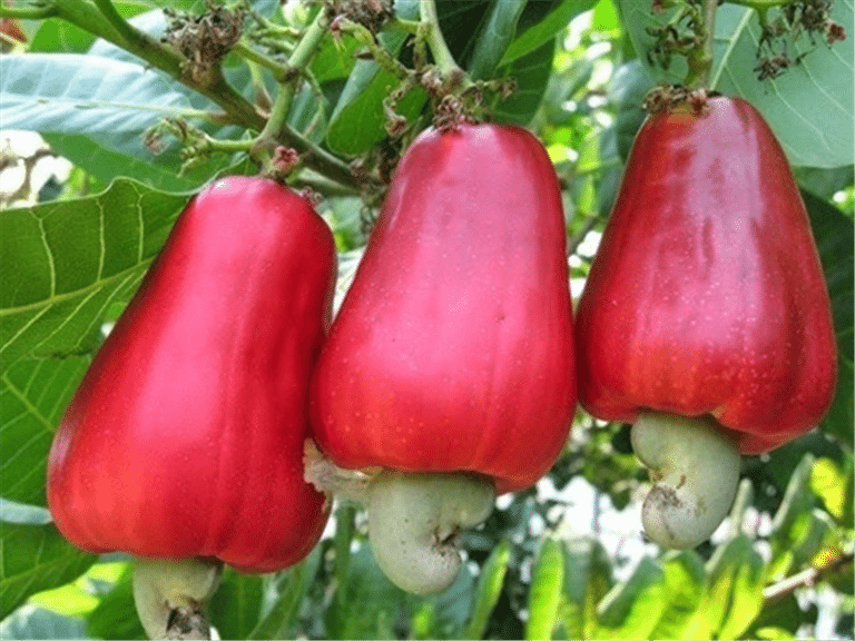 Ghana Risks Losing Cashew Wealth as Côte d’Ivoire Races Ahead in Local Processing